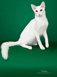 Check spelling or type a new query. Pin By Dion On Cat Love Oriental Shorthair Cats Cat Breeds Oriental Shorthair