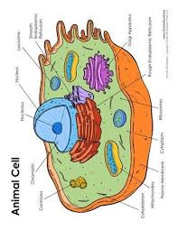 Maybe you would like to learn more about one of these? Animal Cell Diagram Labeled Tim S Printables Animal Cell Drawing Animal Cell Cell Diagram