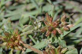 Image result for Glinus lotoides