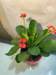 Image result for Euphorbia zambesiana