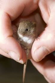 Baby Harvest Mouse So Cute Never Understood Why People Are Afraid Of Such Cute Little Creatures Cute Animals Baby Animals Cute Little Animals