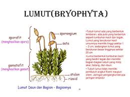 Check spelling or type a new query. Generasi Sporofit Pada Tumbuhan Lumut Adalah Generasi Yang Menghasilkan Jawabanku Id