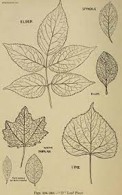 Forms And Textures Of Young Tree Leaves Leaves Sketch Leaf Drawing Leaf Skeleton