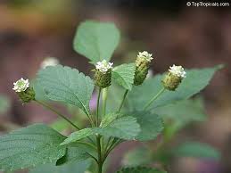 Image result for Lippia woodii