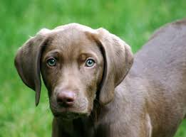 The Grumpy Penguin A Locked Car Is No Place For A Pet Weimaraner Chocolate Lab Mix Dog Breeds