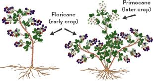 Packed with the trends, news & links you need to be smart, informed, and ahead of the curve. Growing Blackberries Gurney S Fruit Plants