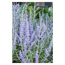Image result for Perovskia atriplicifolia lacey blue lisslitt photo