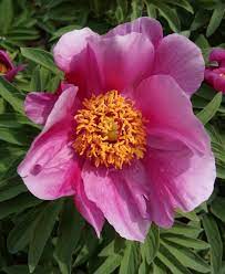 Pianta di more senza spinepiante ma la rosa è soprattutto il fiore dell'amore. Le Peonie Per Le Quali Kusunoki Si Tolse L Armatura Orto Botanico