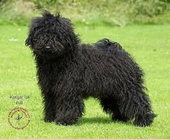 Pin By Maggie Witwer On Hungarian Puli Puli Puli Dog Dogs