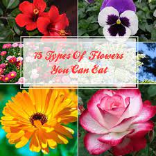 Yes, there are many flowers that you can eat! Best Edible Flowers 75 Types Of Flowers You Can Eat Gardenoid