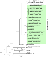 Image result for Entephria byssata