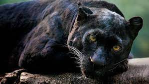 There have been a number of reports of black leopard in africa, but very few confirmed sightings. Black Leopard In Kenya Captured For The First Time In A Century Cgtn