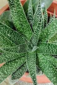 Image result for Aloe