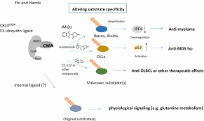 Cereblon (crbn) is encoded by a candidate gene for autosomal recessive nonsyndromic intellectual disability (id). Cereblon And Its Downstream Substrates As Molecular Targets Of Immunomodulatory Drugs Springerlink