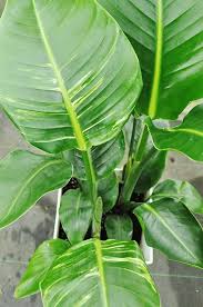 観葉植物 オーガスタ