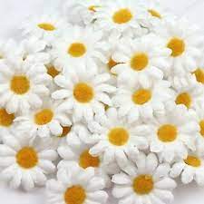 Check spelling or type a new query. Bulk 50p Small Artificial Silk White Gerbera Flowers Daisy Fake Sunflower Heads Ebay