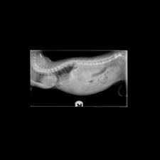 While exercise might seem daunting, it can both relieve symptoms and improve appearance. Correcting Pet Birth Defects The Animal Medical Center