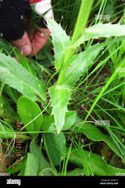 Image result for Alepidea peduncularis