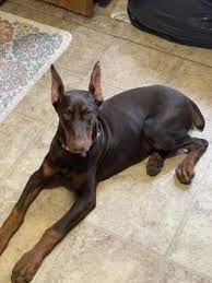 Find doberman pinscher puppies and breeders in your area and helpful doberman pinscher information. Doberman Pinscher Puppies For Sale In Ny Lancaster Puppies