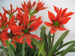 Image result for Hippeastrum