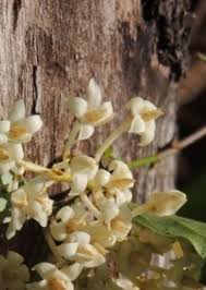 Image result for Cola natalensis