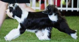 Tibetan terrier breeders can list their tibetan terrier puppies for sale. Shih Tzu Lhasa Apso And Tibetan Terrier Janedogs