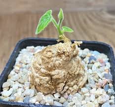 Image result for Coccinia mildbraedii