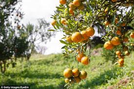 We did not find results for: Adelaide Plan To Feed Homeless By Planting Roadside Fruit Trees Express Digest