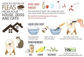 How To Get Rid Of Fleas From Your House And Pets Dog Flea Remedies Cat Fleas Fleas On Kittens