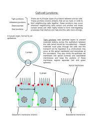 Form continuous seals around the cells to establish a barrier that prevents leakage of extracellular fluid across a layer of. Cell Cell Junctions