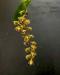 Image result for Diaphananthe fragrantissima