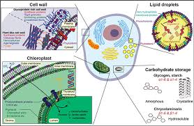 We did not find results for: Solid State Nmr Study Of Microalgal Membranes And Cell Walls Book Chapter Iopscience