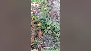 Image result for Rhynchosia resinosa