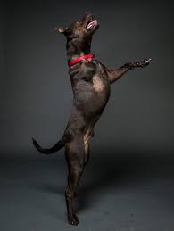 Our store also offers grooming, training, adoptions, veterinary and curbside pickup. Pickles The 3 Legged Wonder Is Atlanta Humane Society Facebook