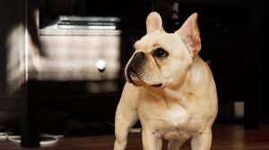 Free shipping on orders $49+, low prices and. Smart Pet Love Snuggle Puppy Trade Behavioral Aid Dog Toy Featured Shops Valentine S Day Petsmart