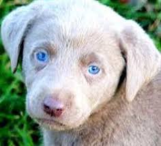 Why buy a labrador retriever puppy for sale if you can adopt and save a life? Wakefield Ri Labrador Retriever Meet Pink Pb Silver Lab Wow A Pet For Adoption