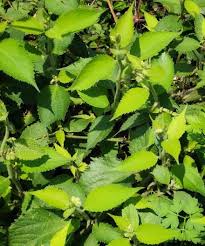 Image result for Tragia brevipes