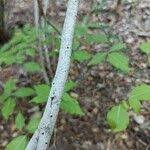 Image result for Scolopia zeyheri