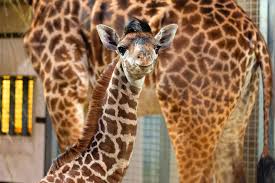 Located in toronto canada, the toronto zoo coupons: The Toronto Zoo Is Reopening For Drive Through Visits