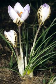 Image result for Afrosolen setifolius