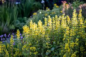 Image result for Lysimachia