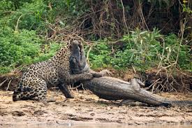 Capybaras are the world's largest rodent. Jaguar V Caiman Death Battle Photographed In Brazil Live Science