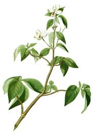Image result for Rhinacanthus submontanus
