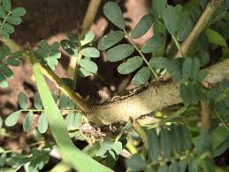 Image result for Ormocarpum trichocarpum