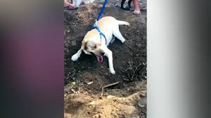 Maybe you would like to learn more about one of these? Heartbroken Dog Tries To Dig Up Grave Of Dead Best Friend