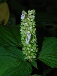 Image result for Achyrospermum carvalhoi
