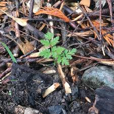 Its fierce jaws grip the. Get The Upper Hand On Weeds Garden Notes Port Townsend Leader