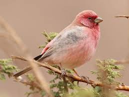 Jordan's National Bird : Sinai Rosefinch 🐦