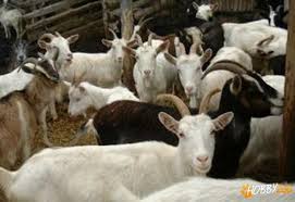 Maybe you would like to learn more about one of these? Vand Capre Si Iezi