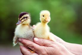See more ideas about coop, chickens backyard, duck coop. Duck Coop 10 Tips For Perfect Set Up For Beginners And Veterans